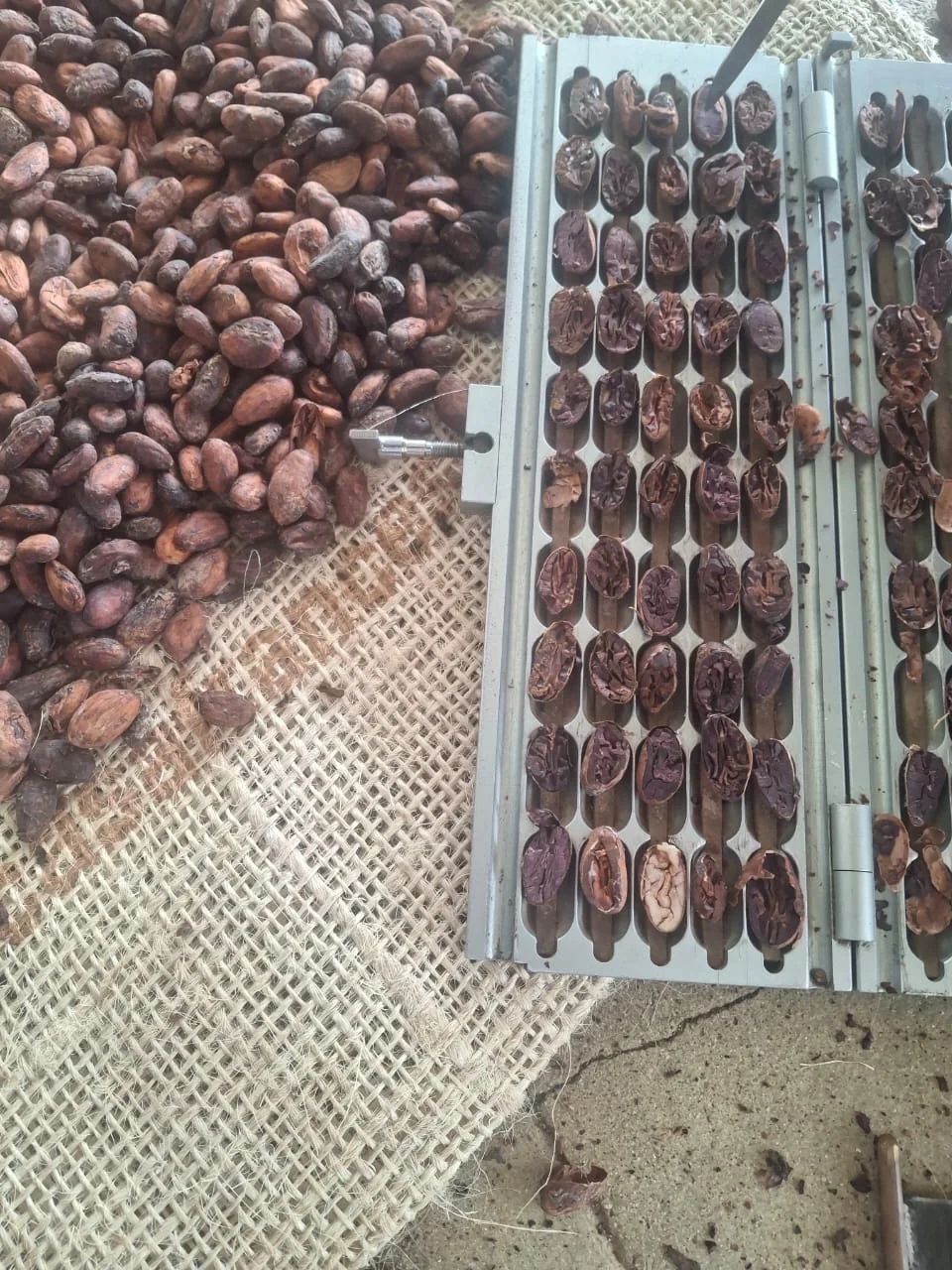 Cut test of dried cacao beans