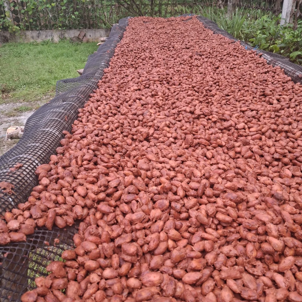 Dried cacao beans on raised drying mesh