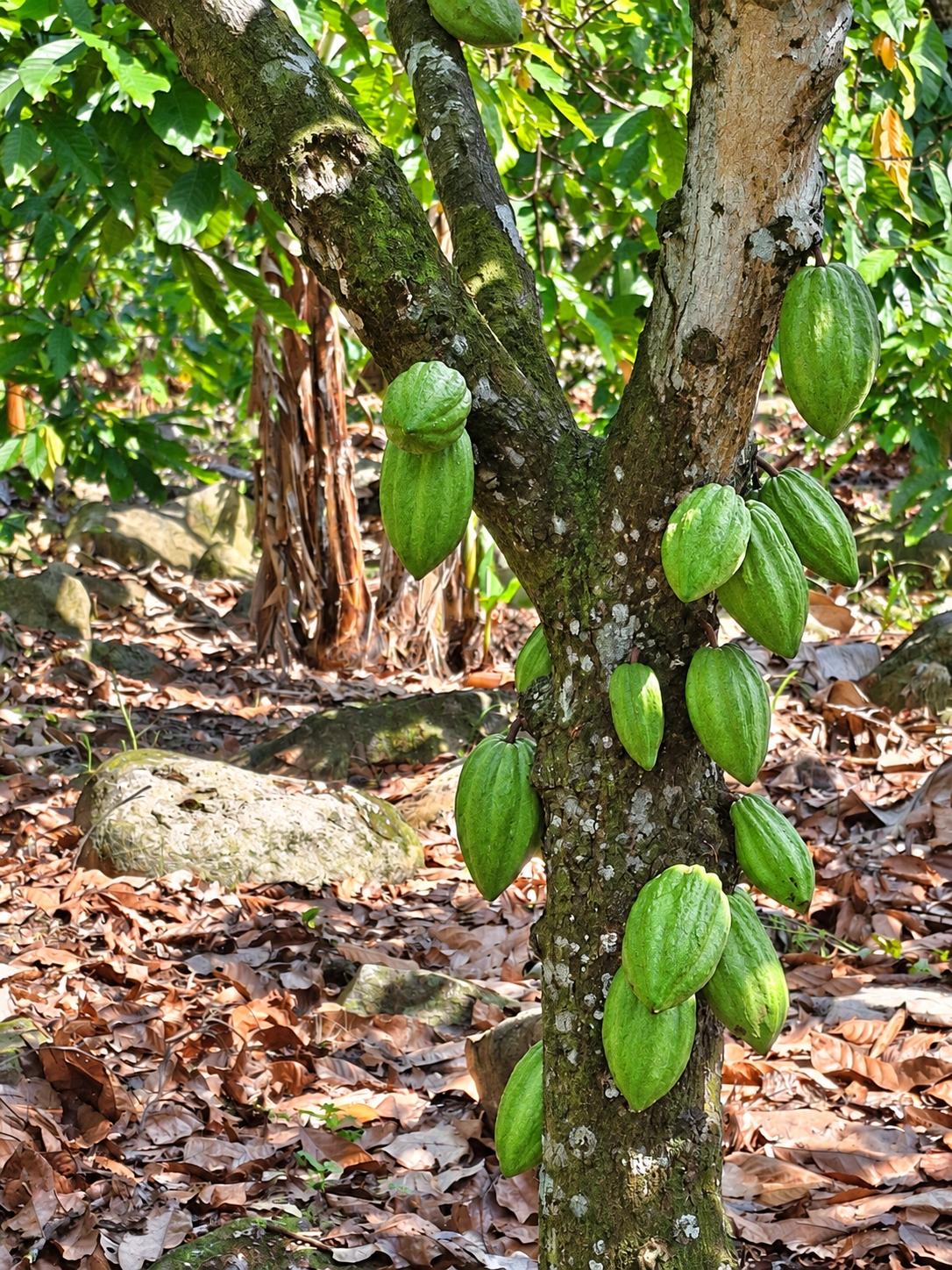 Fresh cacao beans after pod opening