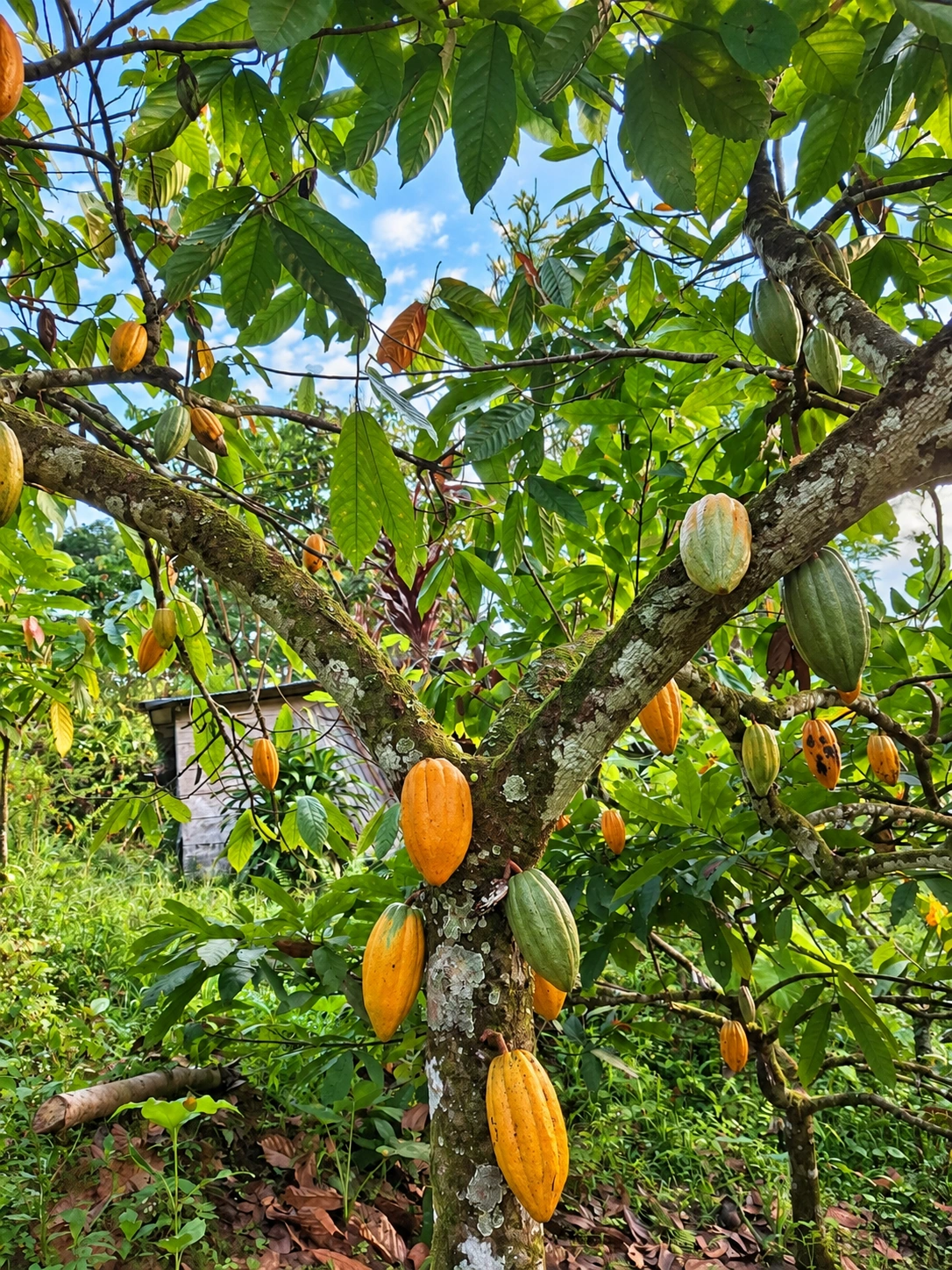 Freshly harvested Venezuelan cacao pods