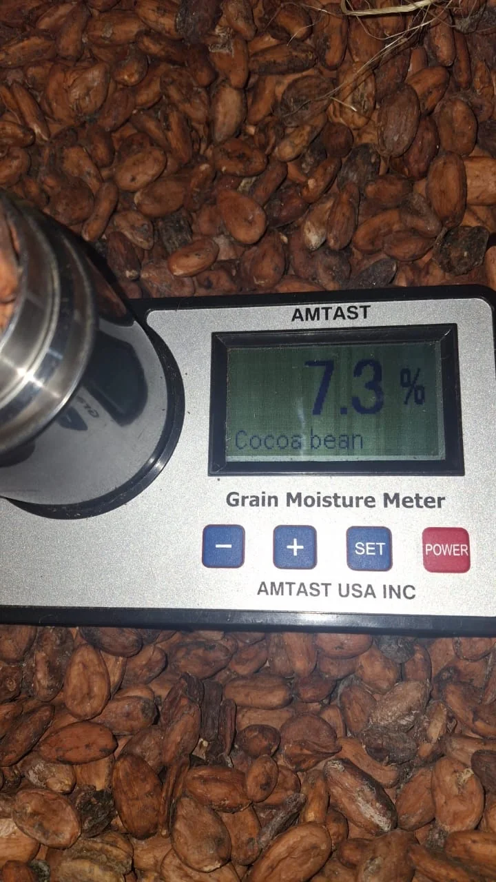 Cacao moisture meter reading 7.3 percent