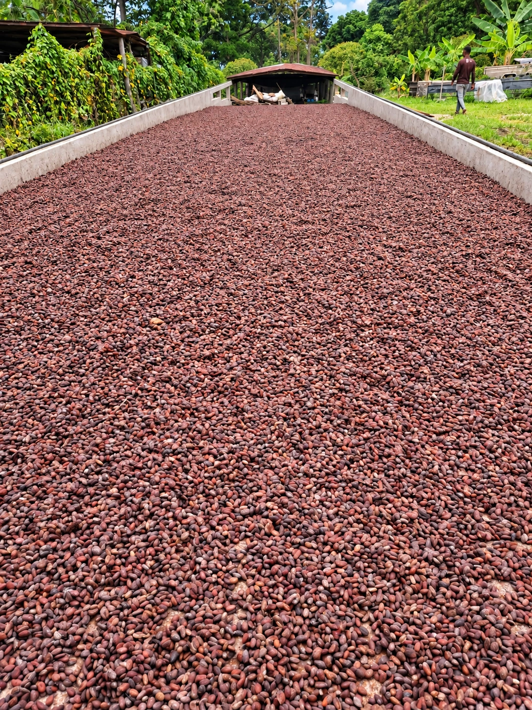 Cacao beans arranged in rows for sun drying